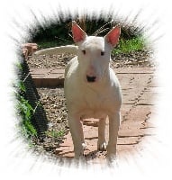 Étalon Bull Terrier - Ceres de yo Des terres d ilex