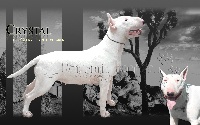 Étalon Bull Terrier - Crystal des guerriers Cathares