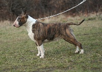 Étalon Bull Terrier - Bébé d amour amjel bull position
