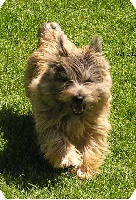 Étalon Cairn Terrier - Alka (Sans Affixe)