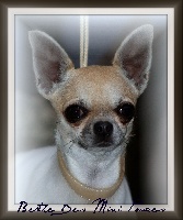 Étalon Chihuahua - Berthe des Mini Pouces