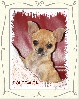 Étalon Chihuahua - Dolce-vita du Manoir de Sancho
