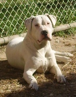 Étalon Dogo Argentino - Darling Des Pantheres Blanches