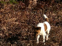 Étalon Fox Terrier Poil lisse - Baronne du domaine de parbeau
