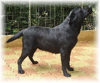 Étalon Labrador Retriever - Bulle (Sans Affixe)
