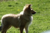 Étalon Shetland Sheepdog - Dora blonde du Grand Pre D'Ortignac