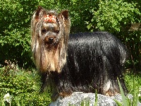 Étalon Yorkshire Terrier - Coquin du Puy Doré