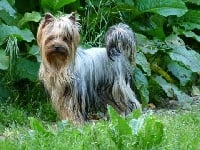 Étalon Yorkshire Terrier - Diva du Clos De Mahaut
