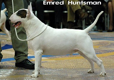 CH. Emred Huntsman