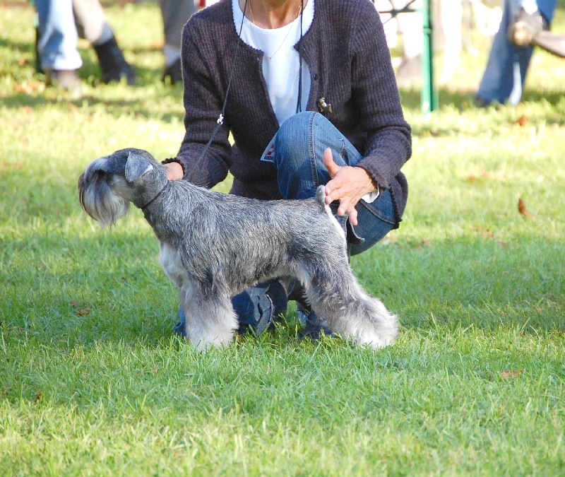 Chien Schnauzer Miniature CH Chantal Dit Carla Rezlark