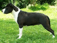 Étalon American Staffordshire Terrier - Fortune of nice pharamund's