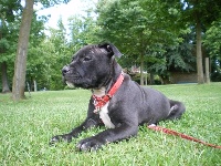 Étalon American Staffordshire Terrier - Eva Pretty Girl des Artistes