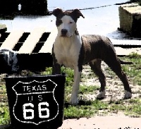Étalon American Staffordshire Terrier - Del rio From Texas du Domaine du Staff