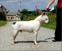 Étalon American Staffordshire Terrier - Fraja ne Little cloud - Pokey