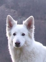 Étalon Berger Blanc Suisse - Wonder Nice of you to come bye