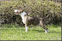 Étalon Bull Terrier - Vanpirella-cruella of ideal dream
