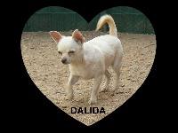 Étalon Chihuahua - Dalida des jardins de Baccara