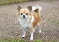 Étalon Chihuahua - Ulia (Sans Affixe)