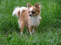Étalon Chihuahua - Jmd Balboa rocky red