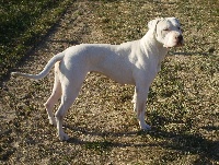 Étalon Dogo Argentino - Caliente de l'argentin du Quercy Blanc