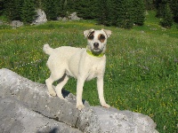 Étalon Jack Russell Terrier - C'lola des Collines D'Arroux