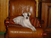 Étalon Jack Russell Terrier - Arlem of Puppydogs Tails