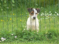 Étalon Jack Russell Terrier - Dolly     d'Il-Ha-Gwilun