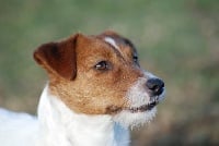 Étalon Jack Russell Terrier - Touch star Ostentation