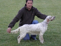 Étalon Setter Anglais - Doriss du bois de tinguy
