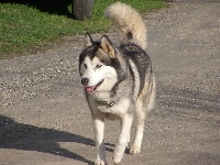 Étalon Siberian Husky - Baïkal (Sans Affixe)
