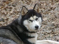Étalon Siberian Husky - el lobo delgado Chilam