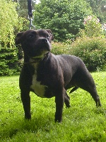 Étalon Staffordshire Bull Terrier - Cassy of the original pit spirit