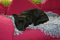 Étalon Staffordshire Bull Terrier - Action Doggy Dog Betty Boop