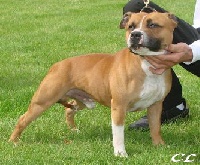 Étalon Staffordshire Bull Terrier - Blazing bad boy des gardiens de lady camille