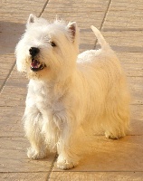 Étalon West Highland White Terrier - CH. Alf De montmayeur