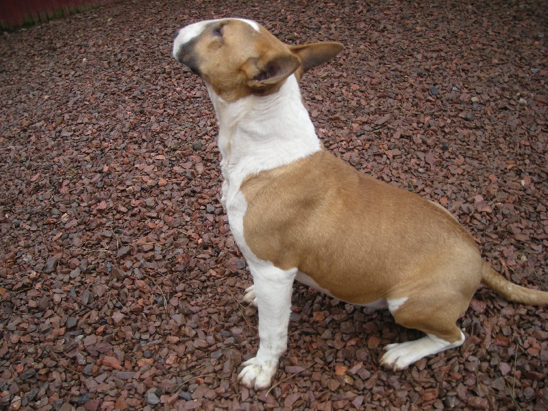 Les Bull Terrier de l'affixe   des Jardins d'Highlander