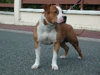Étalon American Staffordshire Terrier - Pititon's Baron rojo