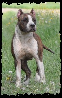 Étalon American Staffordshire Terrier - CH. Vulcain's Canaille Choupita erotika hawahï