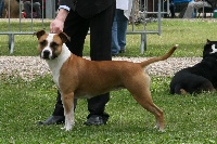 Étalon American Staffordshire Terrier - Angel ricci des Chutes de Cernay