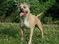 Étalon American Staffordshire Terrier - decool's American gangbuster