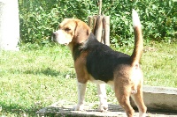 Étalon Beagle - Curk du Puy Brandet