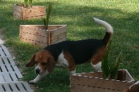 Étalon Beagle - Cooper du Puy Brandet