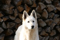 Étalon Berger Blanc Suisse - Cannelle du domaine du chene au loup