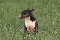 Étalon Bull Terrier - Vaya of Bull's city
