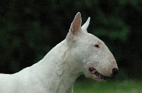 Étalon Bull Terrier - Crissie of Witch and Tramp