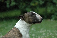 Étalon Bull Terrier - Velvet brown (rani) of Witch and Tramp