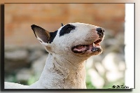 Étalon Bull Terrier - Untitled Bis repetita lou prouvencaou
