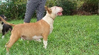 Étalon Bull Terrier - Benie o'Ponkei