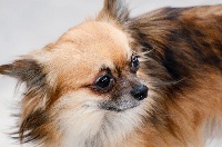 Étalon Chihuahua - Brady du jardin des merveilles