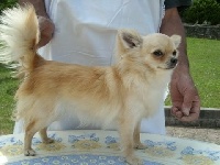 Étalon Chihuahua - Darling de l'oustal d'eloi